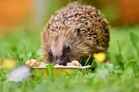 What Do Hedgehogs Like To Eat?