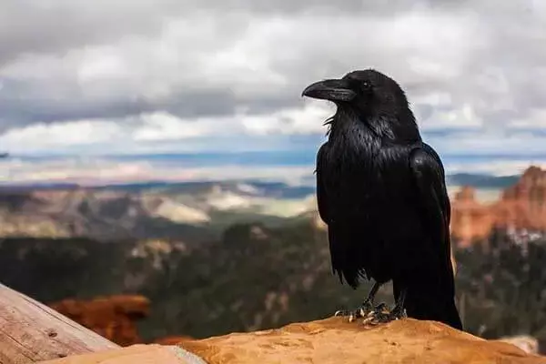 How Much Does A Raven Weigh?