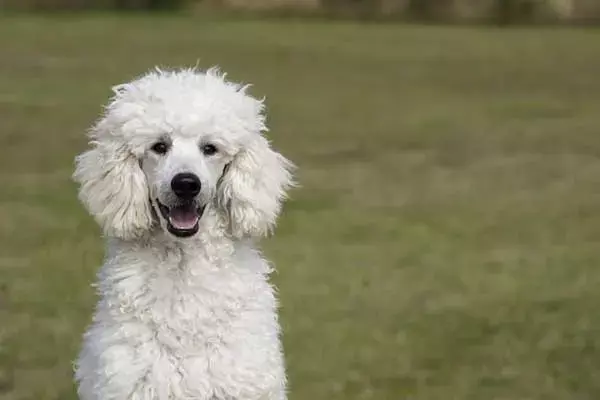 10 Interesting Facts About Poodles