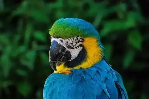 What Is The Life Expectancy Of A Parrot?
