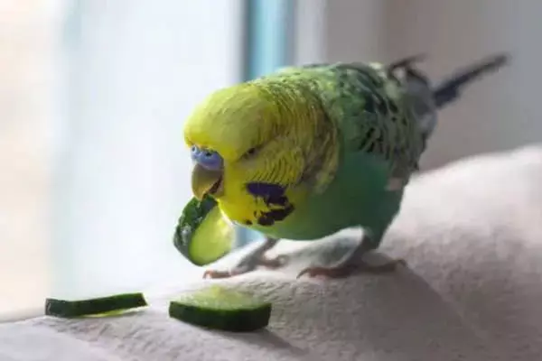 Can A Parrot Eat A Cucumber?