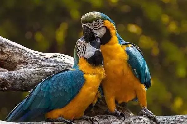 Where Parrots Live