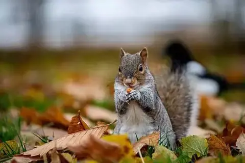 Where Do Squirrels Hide Their Nuts?