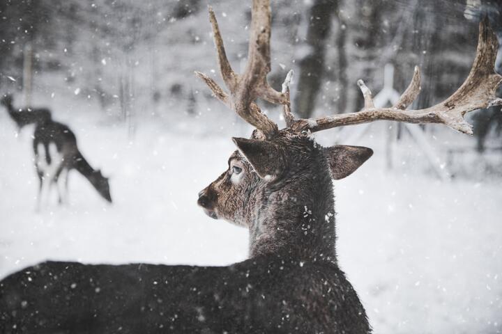 Photo by Annika Thierfeld on pexels