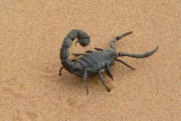 Interesting Facts About Scorpions