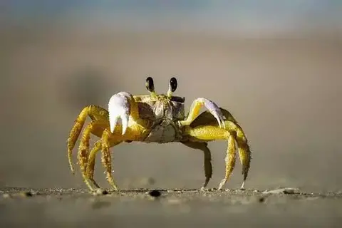 Amazing Facts About Crabs