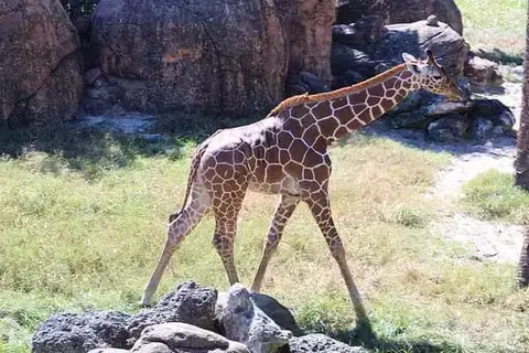 How Much Does Baby Giraffe Weigh?