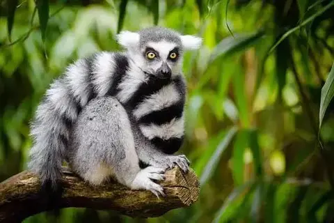 Types Of Lemurs In Madagascar