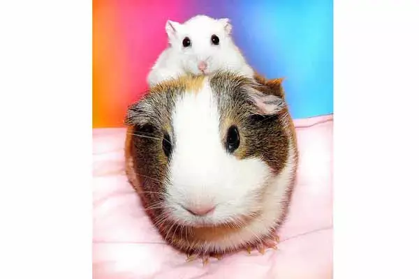 Can A Hamster And A Guinea Pig Live Together?