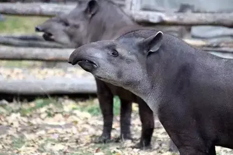 What Do Tapirs Eat?