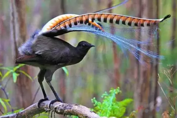Interesting Facts About Lyrebirds