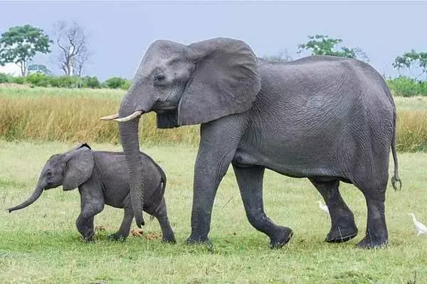 How Much Does Elephant Weigh At Birth?
