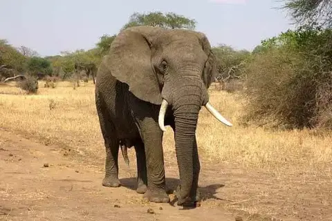 Which Elephant Has Bigger Ears?