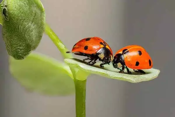 What Is Ladybug Food?