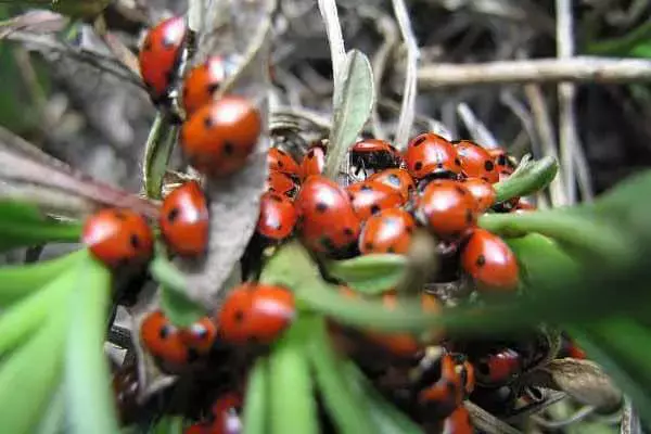 Ladybug’S Nest And Other Ladybug Facts