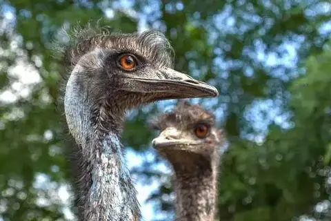 What Is Emu Running Speed?