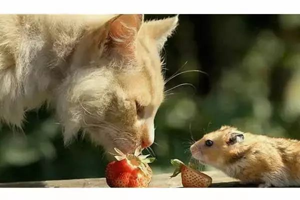 Can A Hamster And A Cat Live Together?