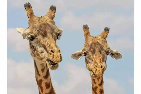What Do Giraffes Eat?