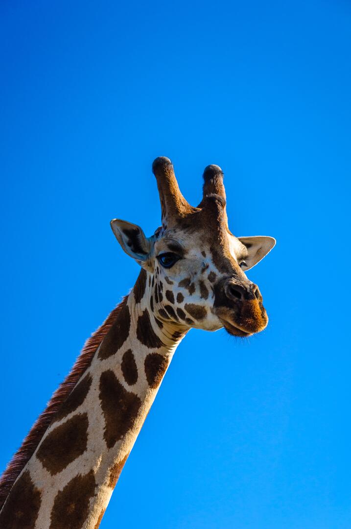 Photo by KALZ📸🇺🇬 on pexels