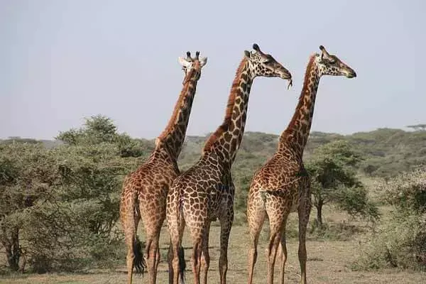 How Many Giraffes Are There In The World?
