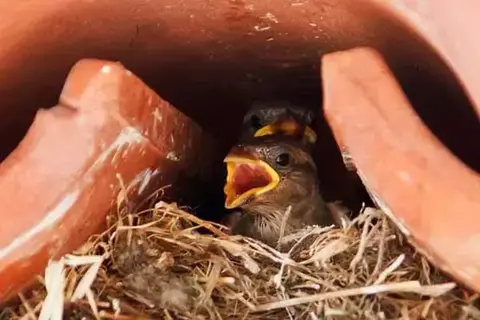 How To Take Care Of Sparrow Nestlings