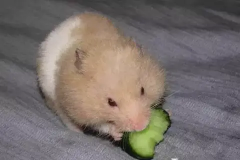 Can Hamster Eat Cucumber?