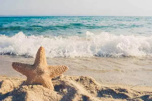 Starfish Characteristics And Facts