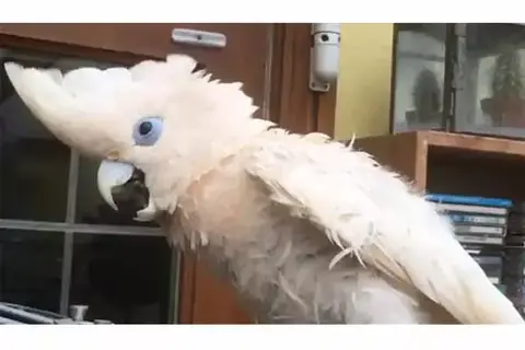 The Cockatoos Danced To The Anthem Of The Fight Against Coronavirus