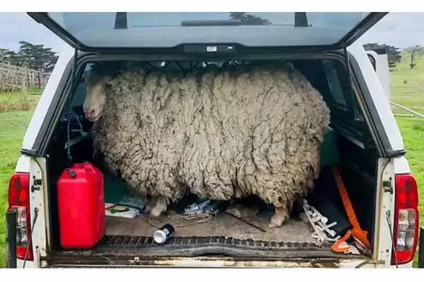 The Prodigal Sheep Returned To The Home Farm Seven Years Later