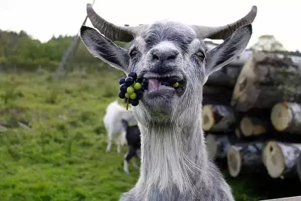 Can Goats Eat Grapes?