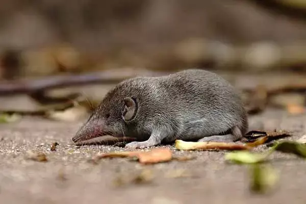 Rodent With A Long Nose: Habitat And Facts