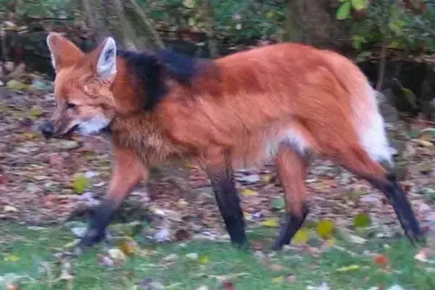 Interesting Maned Wolf Facts