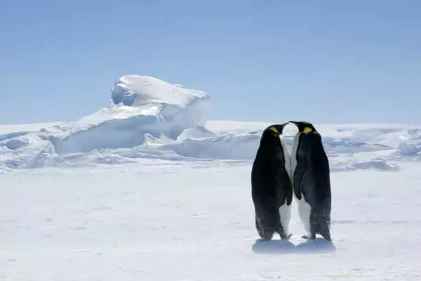 Interesting Facts About Penguins Love