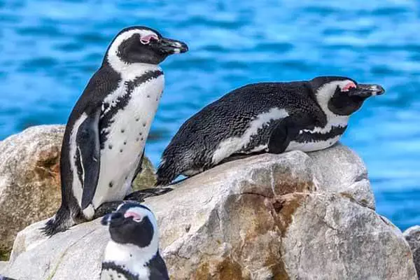Interesting Facts About The African Penguin
