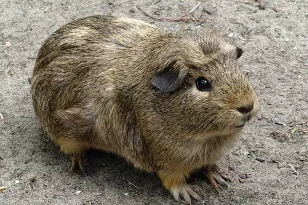 Amazing Rodents With No Tail