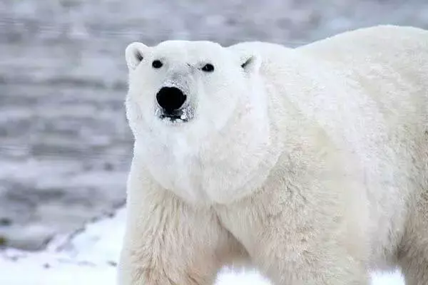 Polar Bear Life Cycle: Life And Facts