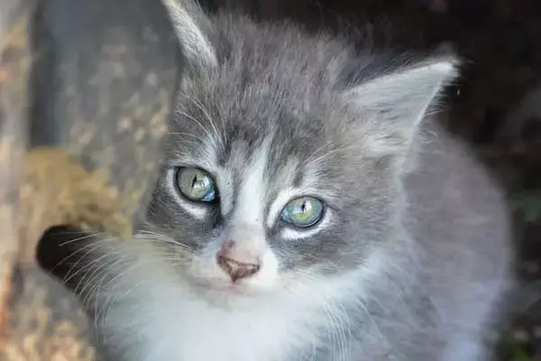 The Cat Rescued A Kitten Stuck At A Height