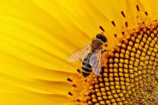 What Is Honey Bees Menu?