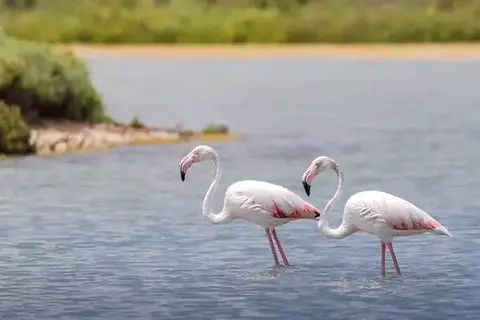 How And What Does Flamingo Eat?