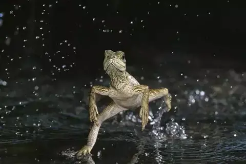 Can A Lizard Swim?