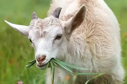 Can Goats Eat Tomatoes And Celery?