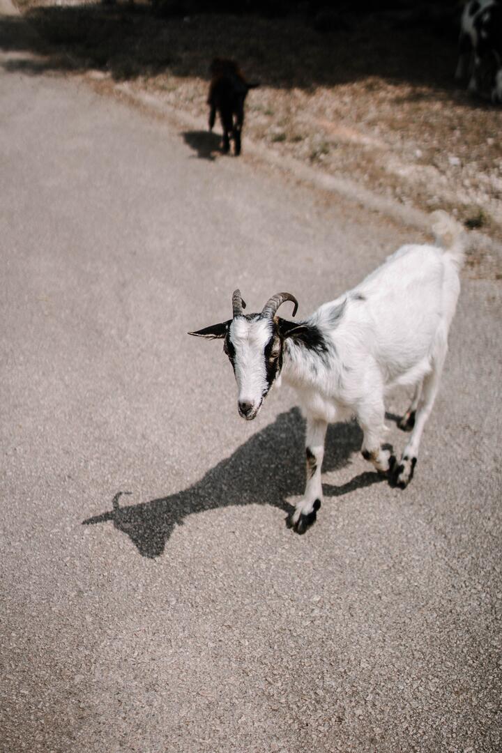 Photo by Djordje Petrovic on pexels