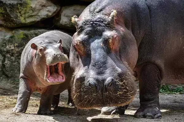 What Does A Hippo Eat?