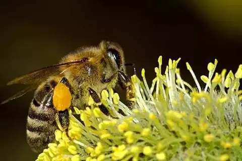 What Is Habitat For Honey Bees?