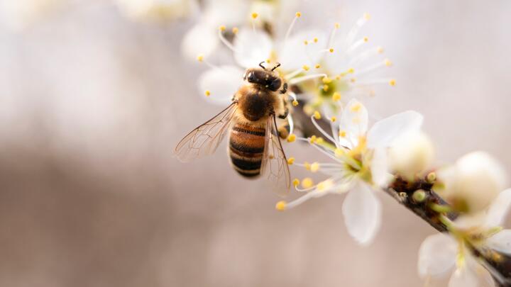 Photo by Thijs van der Weide on pexels