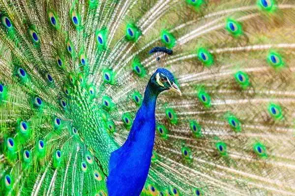What Does A Peacock Eat?