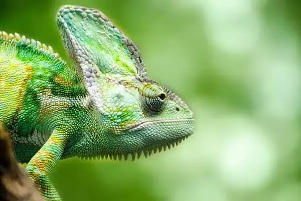 What Is A Chameleon Diet?