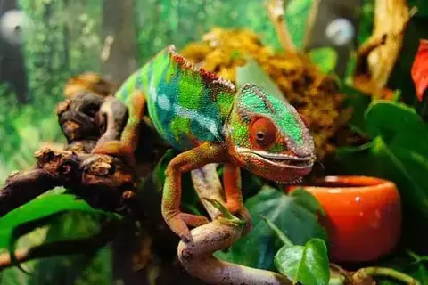 Are Chameleons Good Pets?