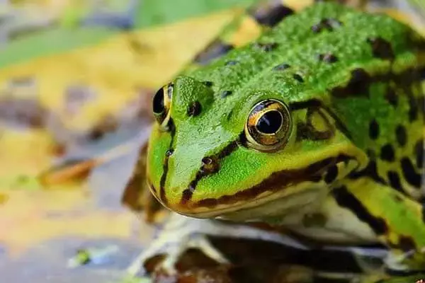 What Is Frogs’ Diet?