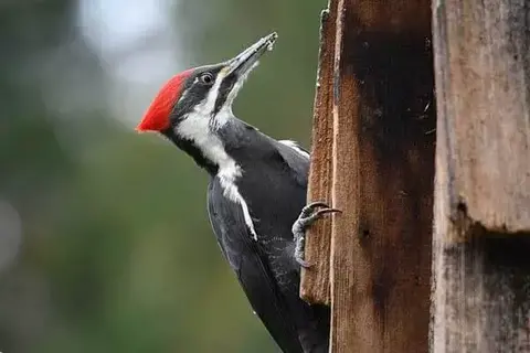 Facts About Woodpeckers Pecking